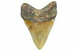 Serrated, Fossil Megalodon Tooth - North Carolina #343433-1